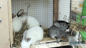 Video rabbits in a cage on the farm