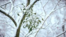 Mistletoe on tree branch outdoors in winter covered with snow with snowfall in a forest or park. Scenic winter video.