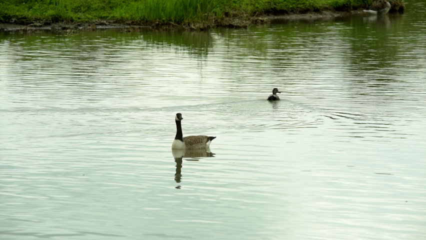 Canadian goose floating on water in small pond whist preening itself