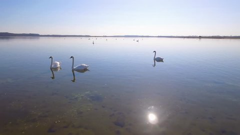 4K Aerial White Swans In The Bay Part 4
camera flies slowly close by a group of white swans, and ends in a total shot. The water is calm, the sun is shining from a cloudless sky