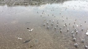 Group of seagulls diving and finding for food. Slow motion video clip. Flock of hungry seagulls flying or walking on the beach. Footage