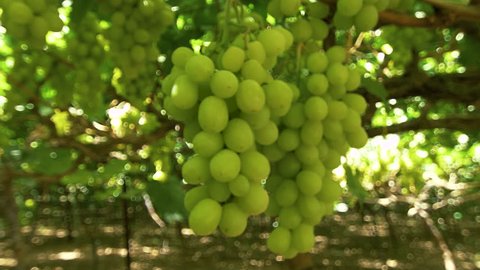 Grapes close-up during the harvest season. The camera moves around the berries