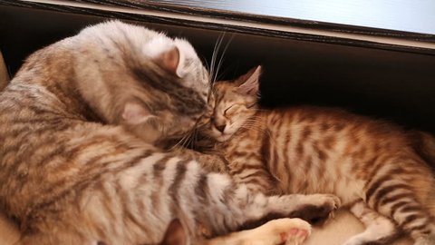 Mom cat licking kitten. Kuril Bobtail cat. Thoroughbred cat. Cute and funny kitten. Pet.