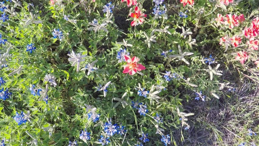 POV. Point view of a mixed wild flower bluebonnets and red paintbrushes beside a road in Texas.