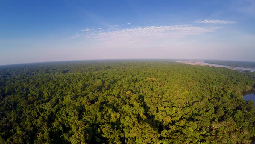 aerial shot amazon rainforest Stock Footage Video (100% Royalty-free