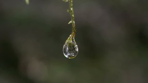 Water Drops Falling off Wet Moss, 180fps