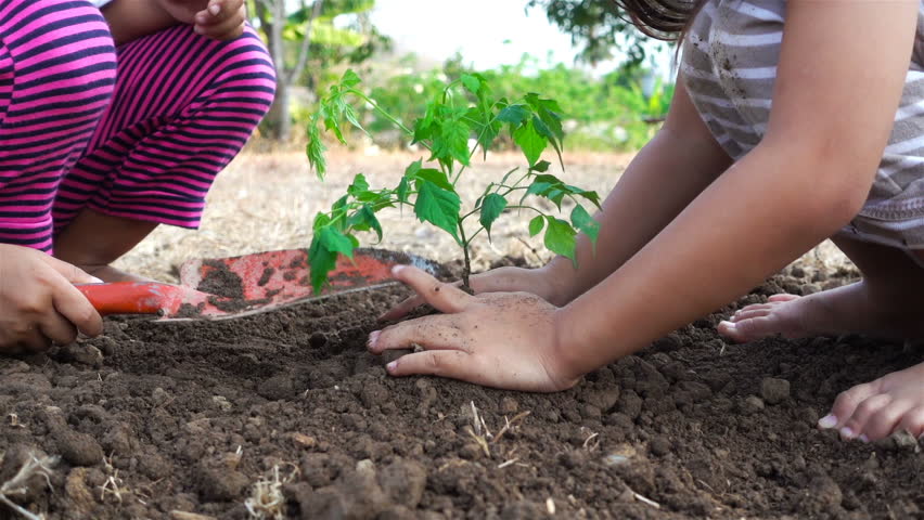 Asian little girl plant a tree at the ground, slow motion. Ecology concept. Part 3 Royalty-Free Stock Footage #25931234