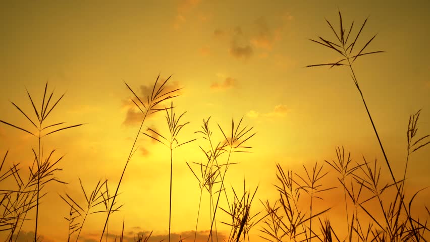 grass field at sunset