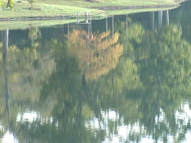Trees by a lake