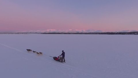 Hasky dog ride. Early morning sunrise. Winter cold frozen lake. Aerial drone unique footage. North Siberia arctic