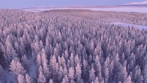 Beautiful pine trees forest cowered in snow. Early morning first warm light. Unique aerial drone shots in frizzing cold winter. North Siberia. Altitude drift panorama