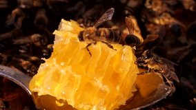 Bee collects honey from the exposed cells.