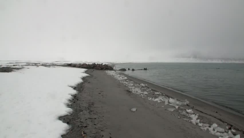 Group of walruses relax near water on snow shore of Arctic Ocean in Svalbard. Dangerous animals in Nordic badlands. Unique footage on background natural landscape of Spitsbergen.