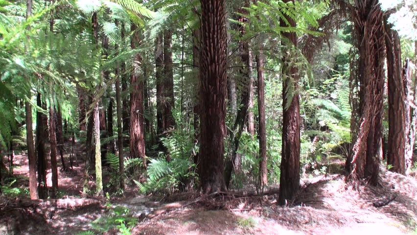Forest in amazing landscape in New Zealand. Travel and tourism in the world of wildlife.