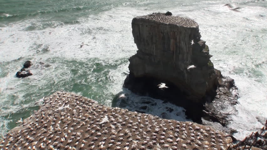 Birds on the coast rocks on background of seascape in New Zealand. Beautiful background of amazing nature. Travel and tourism in the world of wildlife.