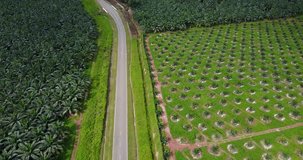Aerial footage of oil palm plantation.