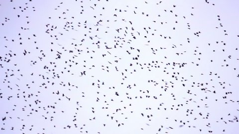 a flock of birds flying against a gray sky
