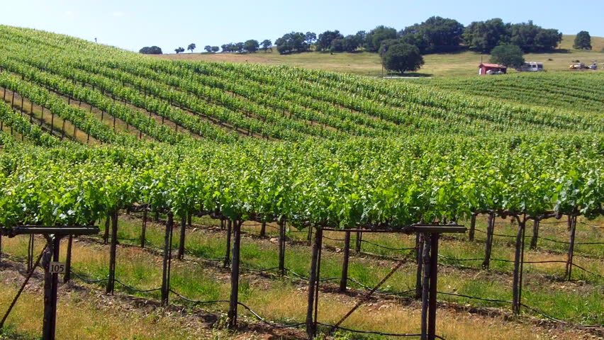 Grapevines growing in a vineyard on the rolling hills of the California Sierra