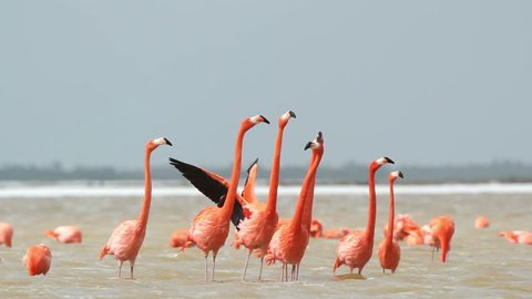 pink flamingos in the salt lagoons, ria largartos, mexico