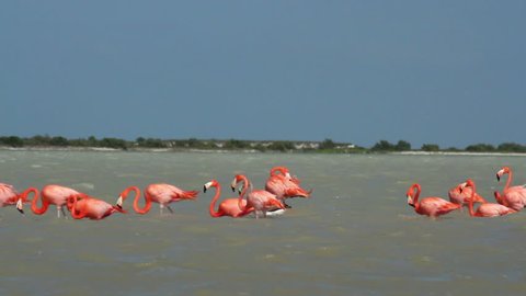 pink flamingos in the salt lagoons, ria largartos, mexico