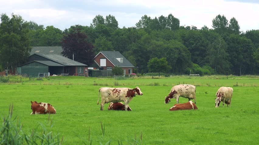 Cows lie or graze in a pasture, quaint buildings, a forest and the cloudy blue sky in the background Royalty-Free Stock Footage #25949198