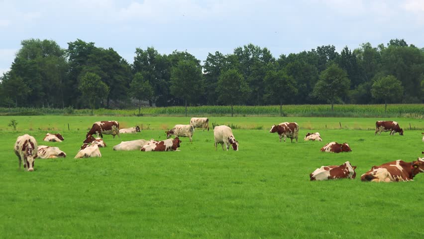Cows lie or graze in a pasture in a rural area, a forest and the cloudy blue sky in the background Royalty-Free Stock Footage #25949234