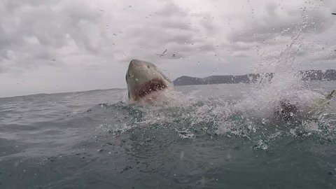 Great white shark, South africa