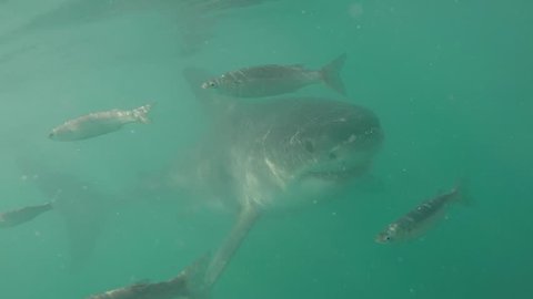 Great White shark, South Africa