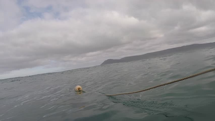 Great White shark, South Africa