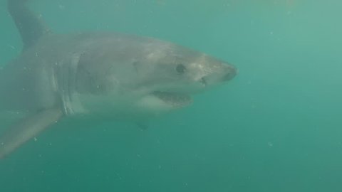 Great White shark, South Africa