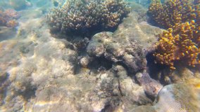 Tropical sea with corals and bright fish. Diving, snorkeling point of view video
