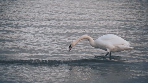 Swan Standing in Water