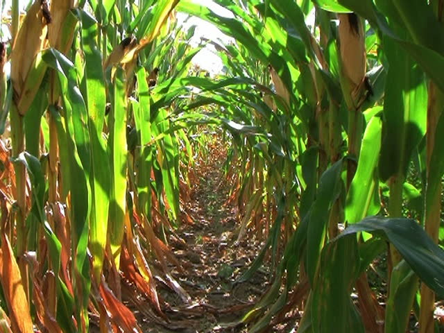 Corn Row Zoom 
