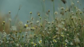 Close up grass flower footage