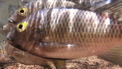 Tilapia fishes in their natural freshwater