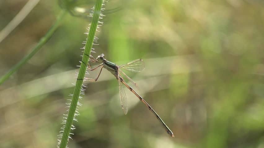 Insect Familiar bluet Damselfly dragonfly sits on blade of grass in forest macro