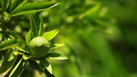 Lemon on a branch in a house garden and green background