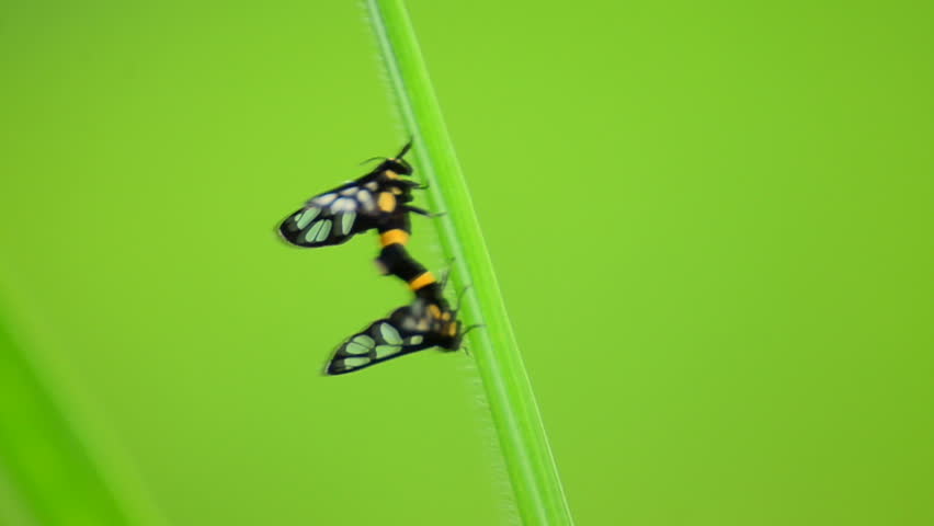 Butterflies are sitting on the grass for reproduction