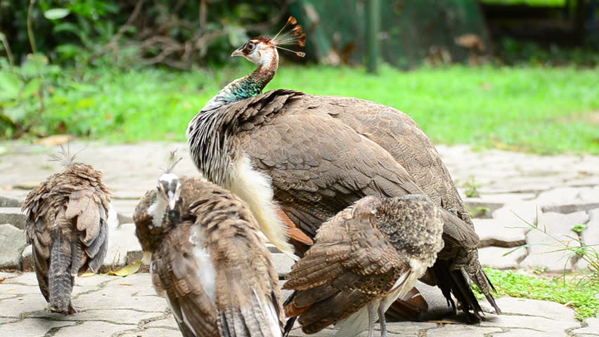 A family of peafowl are cleaning them feather