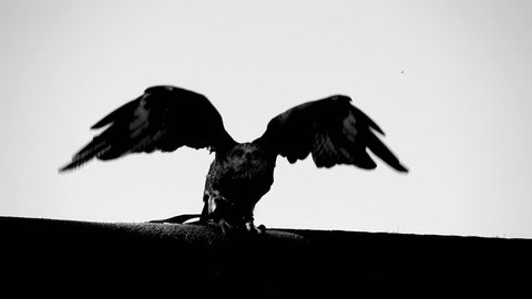 hawk eagle falcon taking off. black and white scene of large bird flying in slow motion