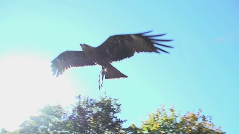 eagle hawk falcon bird flying over camera in slow motion. animals wildlife scene background