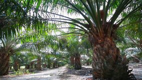 Nature scene of Palm oil plantation , Smooth panning video