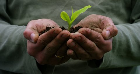 A man holds a biological sprout of life in his labor hands with the ground for planting, on a green background, concept: lifestyle, farming, ecology, bio, love, tradition, new life.