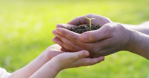 People hold a biological sprout of life in his labor hands with the ground for planting, on a green background, concept: lifestyle, farming, ecology, bio, love, tradition, new life. Video de stock