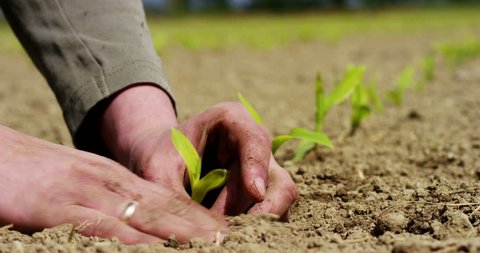 Man holds the biological sprout of life in his labor hands and plants in the ground on working fields, on a brown background, concept: lifestyle,farming,ecology,bio,love, tradition,planting, new life.
