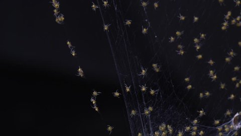 Clusters of hundreds of baby yellow spiders arachnids into a cobweb. Backlit.