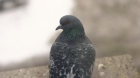 Pigeon sitting behind the window. Snowfall, pigeon covered with snowflakes. Winter nature. Slow motion footage. Close up shot. 