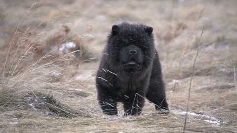 Cute black chow-chow puppy running across the field