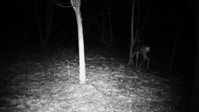 Capreolus disappears in the wood in a winter night (Capreolus capreolus). Animals and Wildlife FullHD 1080p Video. Roe deer also know as chevreuil, buck or doe is a mammal ever-toed ungulate herbivore