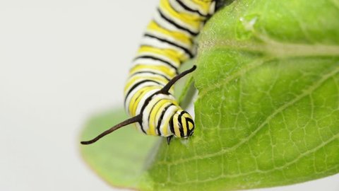 Eight days old Monarch caterpillar eating milkweed, front view close up